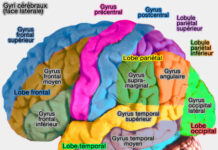 Le lob spectaculaire de McLean : un coup de maître à ne pas manquer ! découvrez un lob spectaculaire qui émerveille par sa précision et son audace sur le court. un coup impressionnant à ne pas manquer !