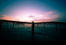 LoyS – Ivresse, une immersion sensible Loys